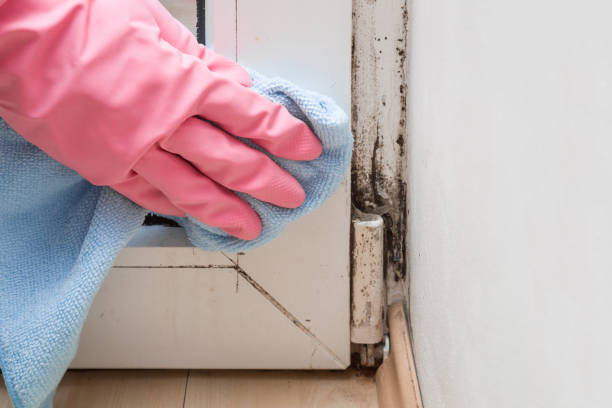 Best Attic Mold Remediation in Watervliet, NY